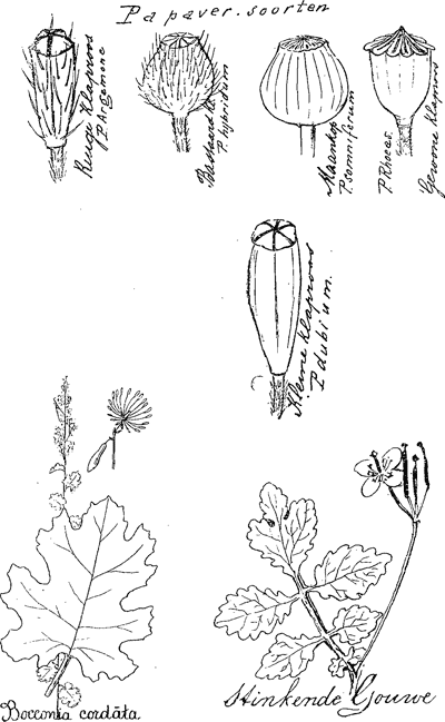 illustratie