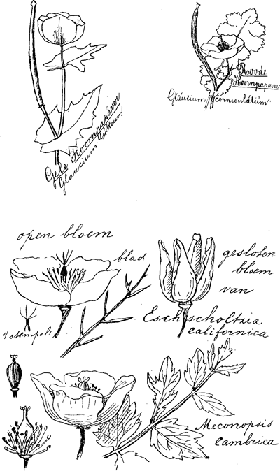 illustratie