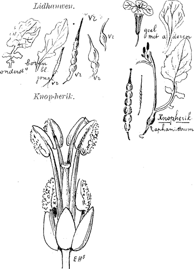 illustratie