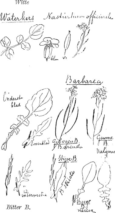 illustratie