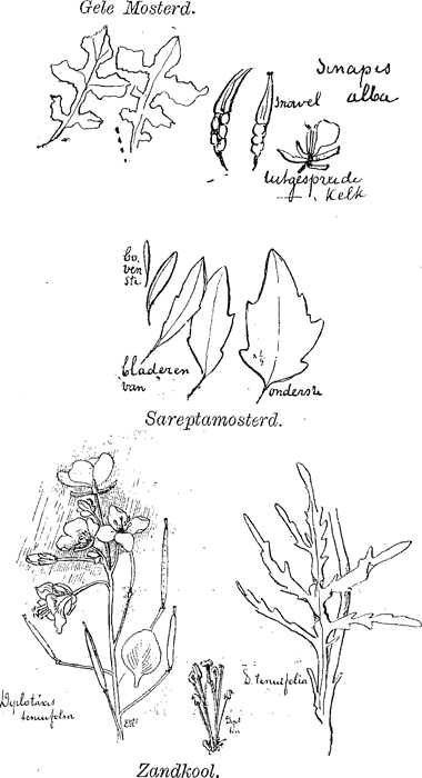 illustratie