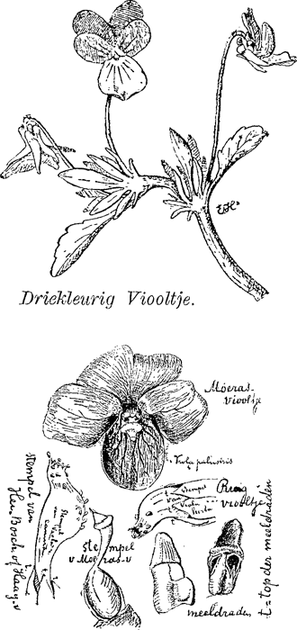 illustratie