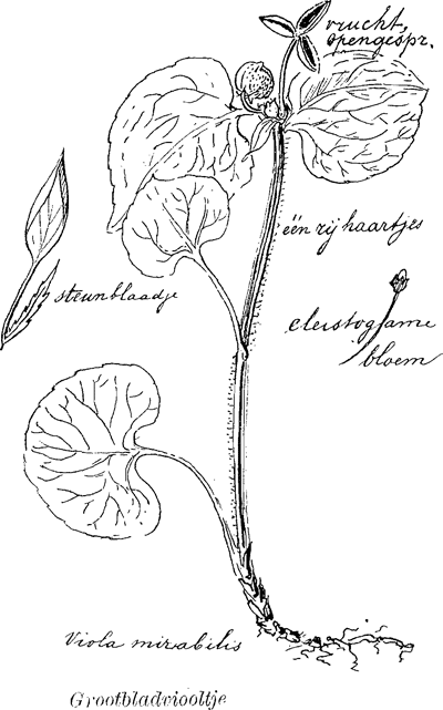 illustratie