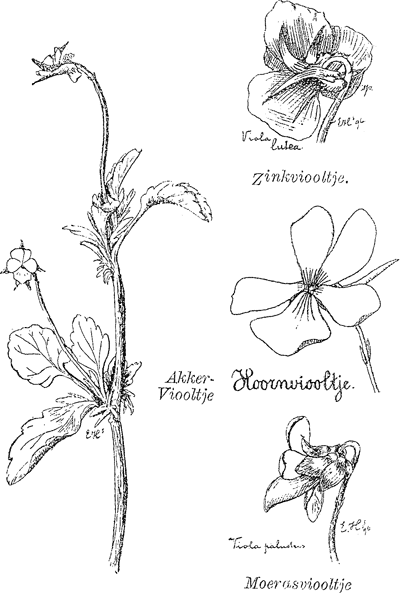 illustratie