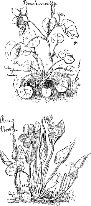 illustratie