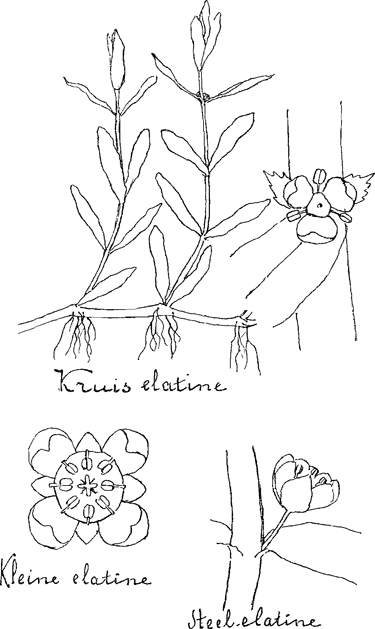 illustratie