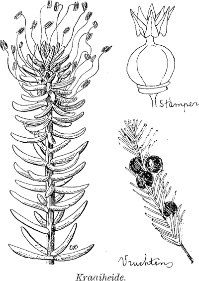 illustratie