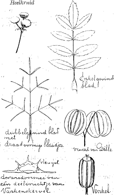 illustratie