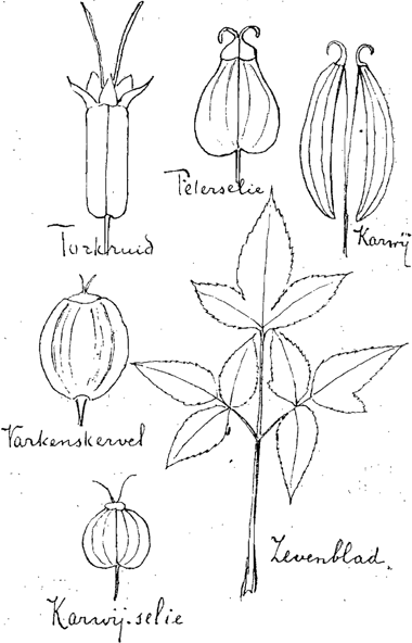 illustratie