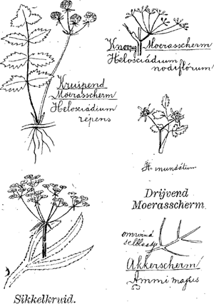 illustratie