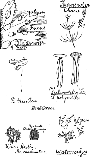 illustratie