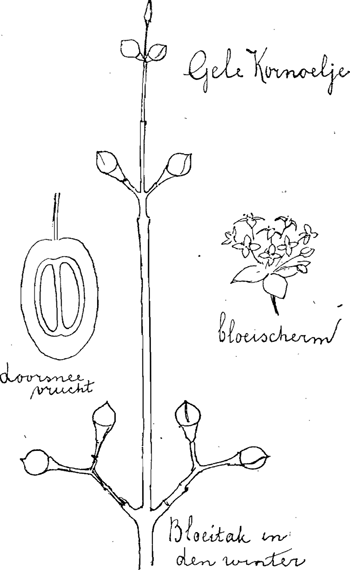 illustratie