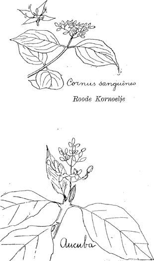illustratie