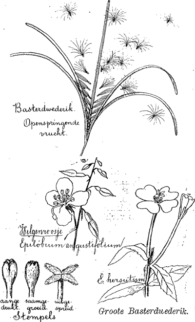 illustratie