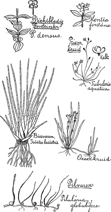 illustratie