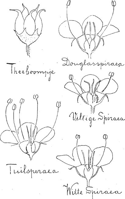 illustratie