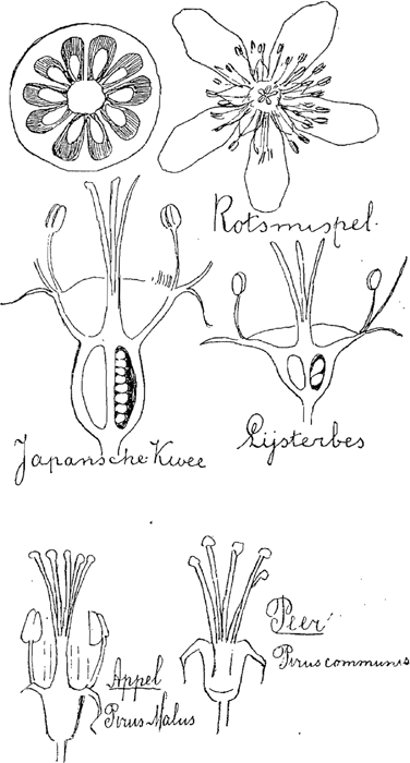 illustratie