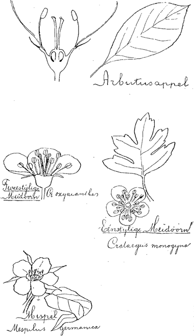 illustratie