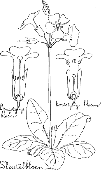 illustratie