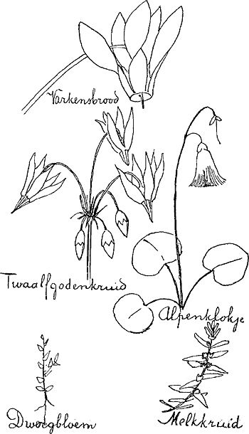 illustratie