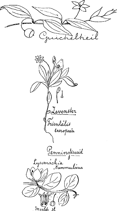 illustratie