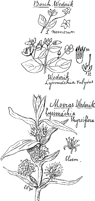 illustratie