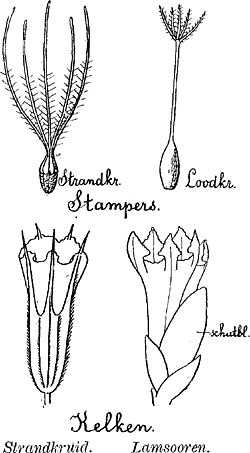 illustratie