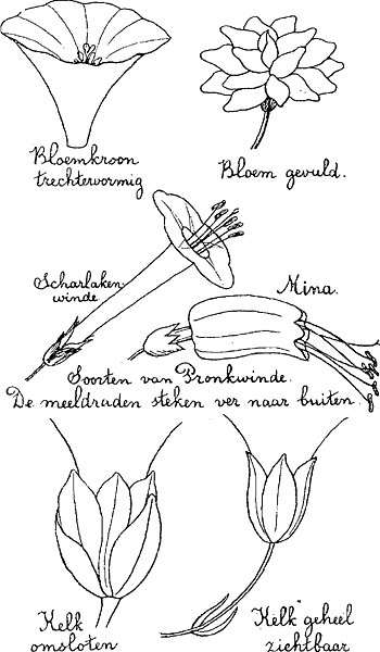 illustratie