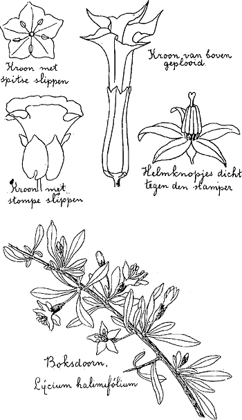 illustratie