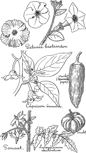 illustratie