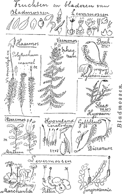 illustratie