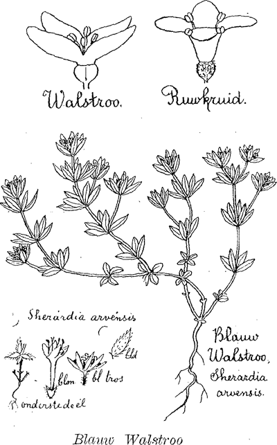 illustratie