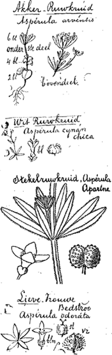 illustratie