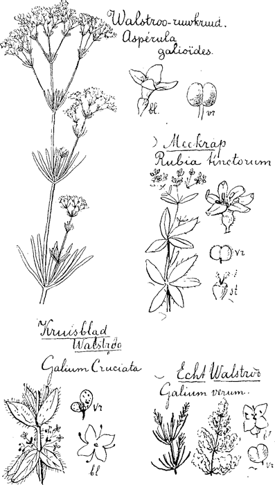 illustratie