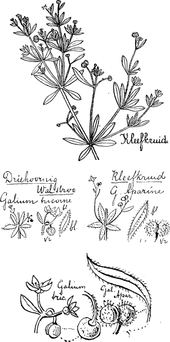 illustratie