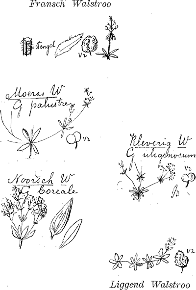 illustratie