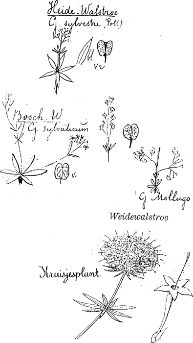 illustratie
