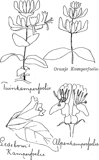 illustratie