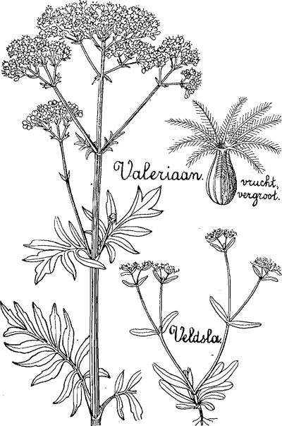 illustratie