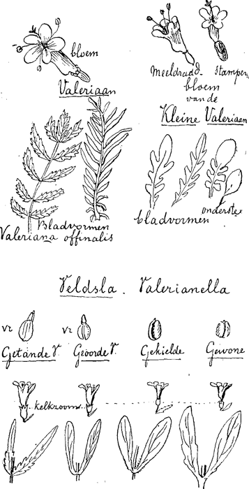 illustratie