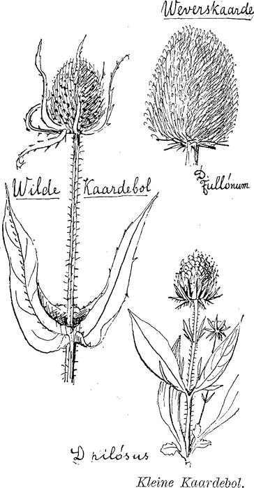 illustratie