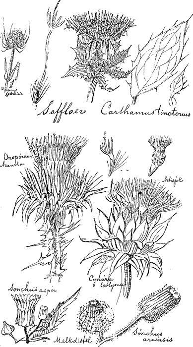 illustratie