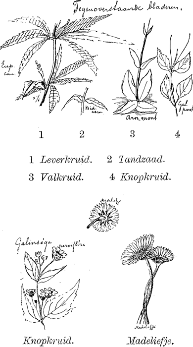 illustratie