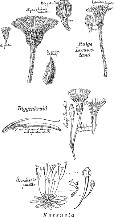 illustratie