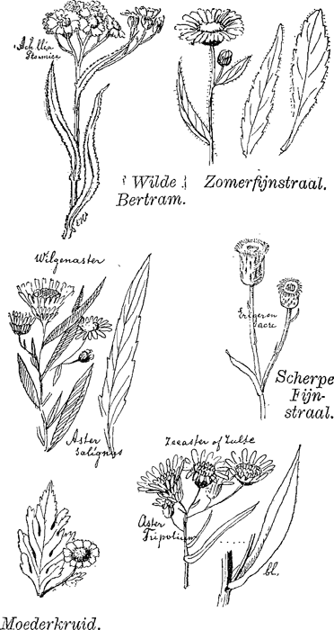 illustratie