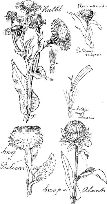 illustratie