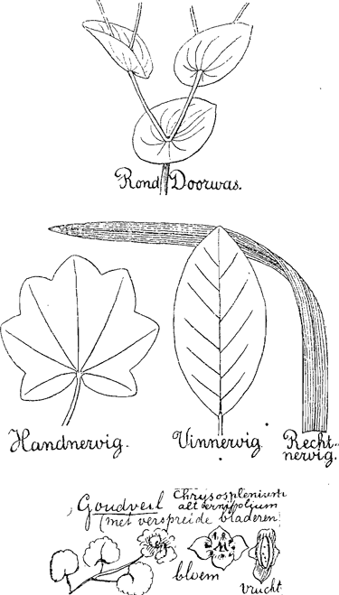 illustratie