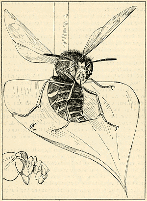 illustratie