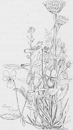 illustratie