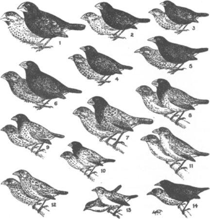 illustratie
